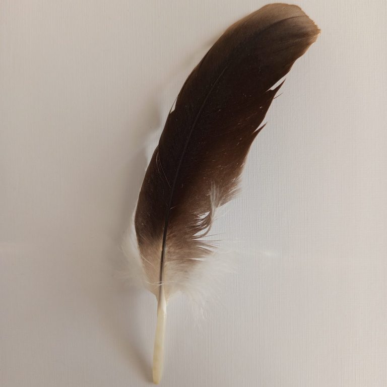 Andreas Bertram Auftragsgedicht Vogelfeder Vogelfeder bräunlich von Eule
